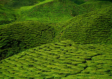 tea plantation