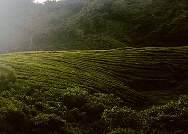 tea plantation
