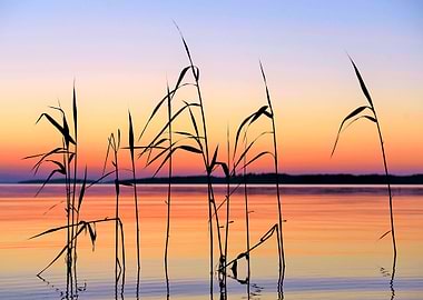 Water reed in sunset
