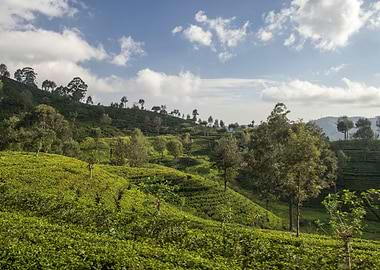 tea plantation