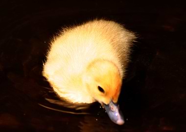 Duckling Swimming Dark