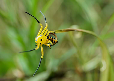 Yellow Spider
