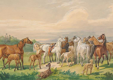 A saddled military horse