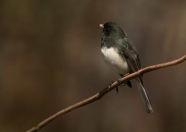 Junco on a branch