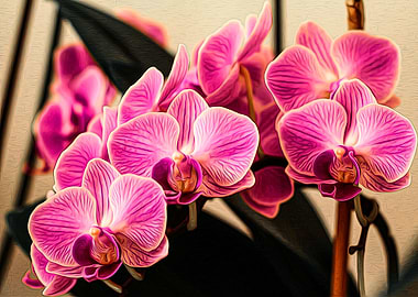 Orchid