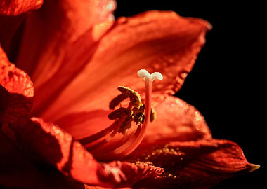 Red amaryllis, macro