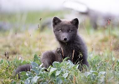 Baby arctic fox in Iceland