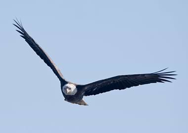 Majestic bald eagle flying