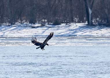 Eagle flying in winter