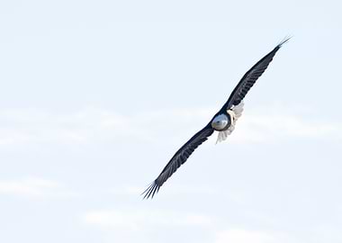 Bald eagle soaring