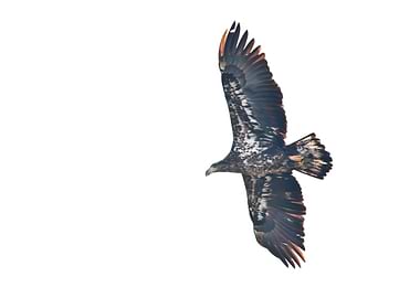 Juvenile bald eagle flying