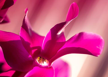 Pink cyclamen, macro
