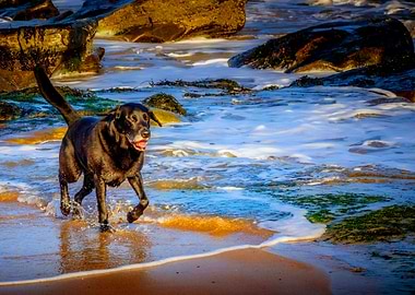 DOG ON THE BEACH
