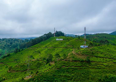 tea plantation