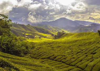 tea plantation