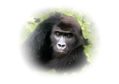 Gorilla portrait