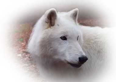 White wolf portrait