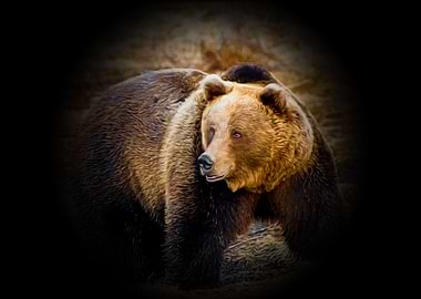 Brown bear