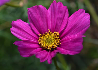 Cosmos bipinnatus