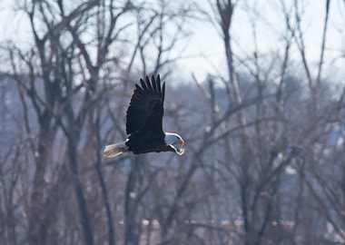 Bald eagle flying by trees