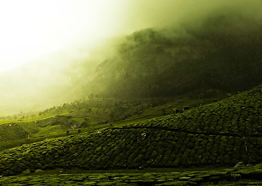 tea plantation