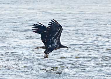 Juvenile bald eagle flying