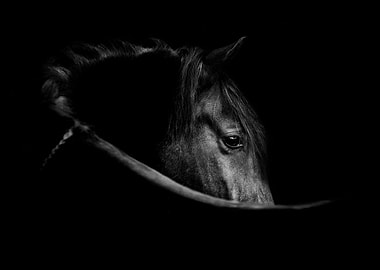 Black and White Horse