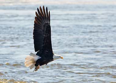 Bald eagle with fish