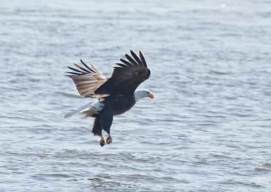 Eagle fishing on river