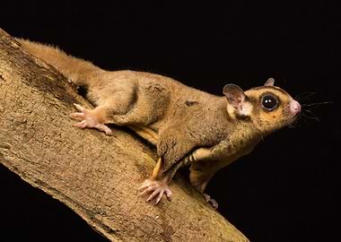 sugar glider