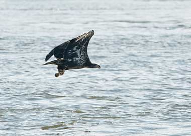 Eagle fliying over water