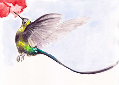 Colibri