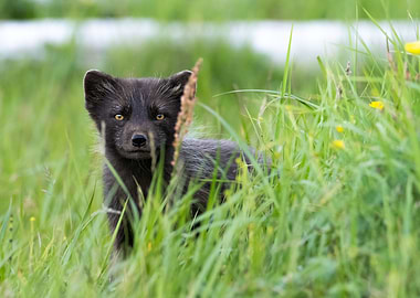 Arctic fox portrait