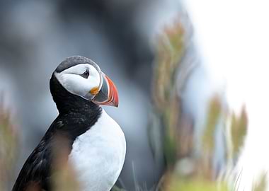 Puffin portrait in Iceland