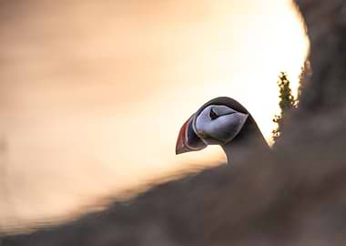 Iceland puffin at sunset