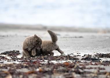Baby arctic foxes playing