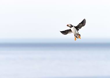 Flying puffin in Iceland