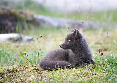 Baby arctic fox in Iceland