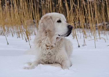 Dog Golden Retriever snow