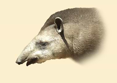 Tapir portrait