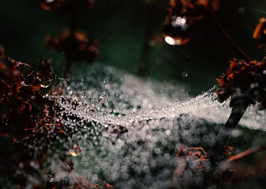 Morning Dew Spider Web