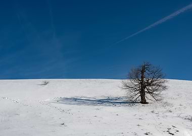 A tree in the snow