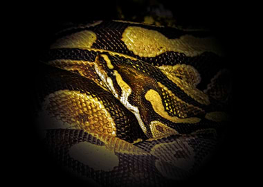Snake in the dark