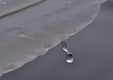 Swan feather water drop