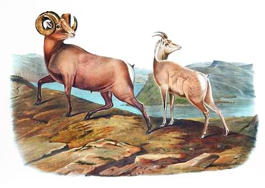 Rocky Mountain Sheep