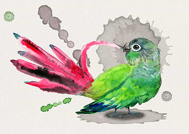 Green cheek conure