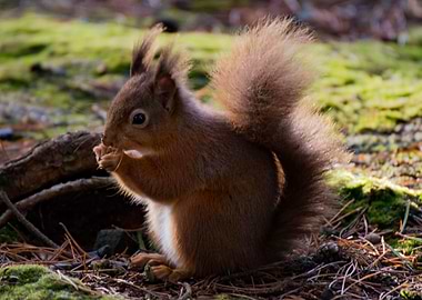 Uk Red Squirrel