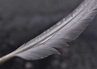 Swan feather water drops