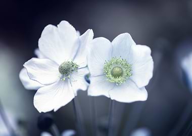 Japanese white anemones
