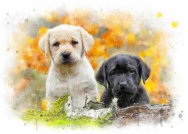 Autumn labradors art